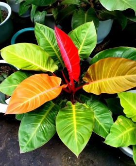 CÂY TRẦU BÀ ĐẾ VƯƠNG