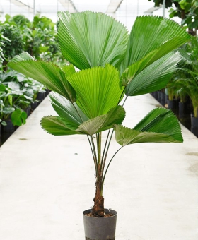 CÂY KÈ NHẬT