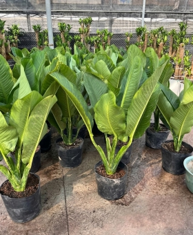 Cây Đại Phú Gia