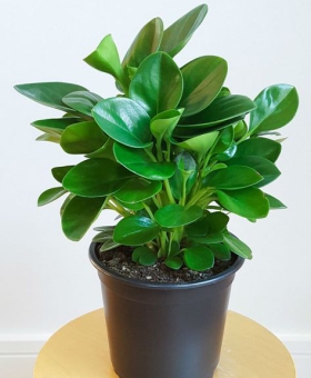 CÂY TRƯỜNG SINH