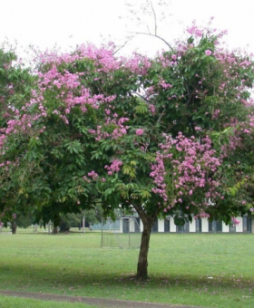 Cây Bằng Lăng