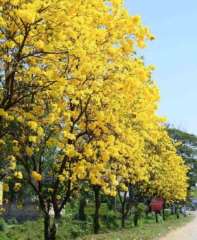 CÂY CHUÔNG VÀNG