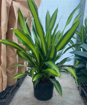 CÂY PHÁT TÀI SỌC VÀNG