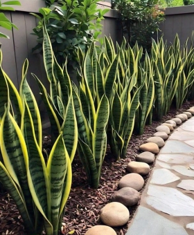 CÂY LƯỠI HỔ