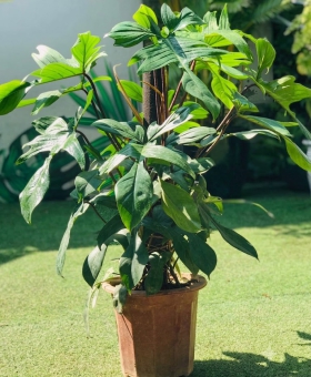 CÂY TRẦU BÀ CÁNH ÉN