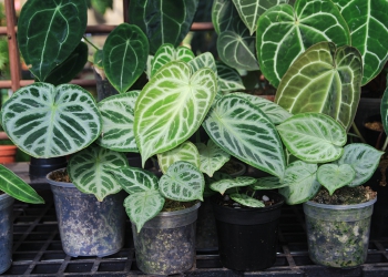 Ngỡ ngàng với những chậu cây nghìn đô của giới chơi kiểng lá