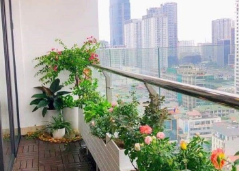 10 CÂY CÓ HOA CHUYÊN TRỒNG BAN CÔNG CHUNG CƯ