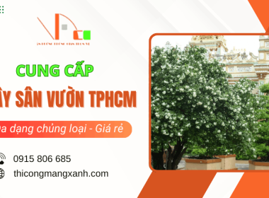 Cung cấp cây sân vườn TPHCM đa dạng chủng loại, giá tốt, giao hàng tận nơi