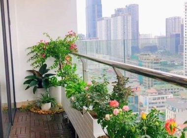 10 CÂY CÓ HOA CHUYÊN TRỒNG BAN CÔNG CHUNG CƯ